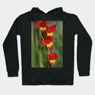 Gladioli Hoodie